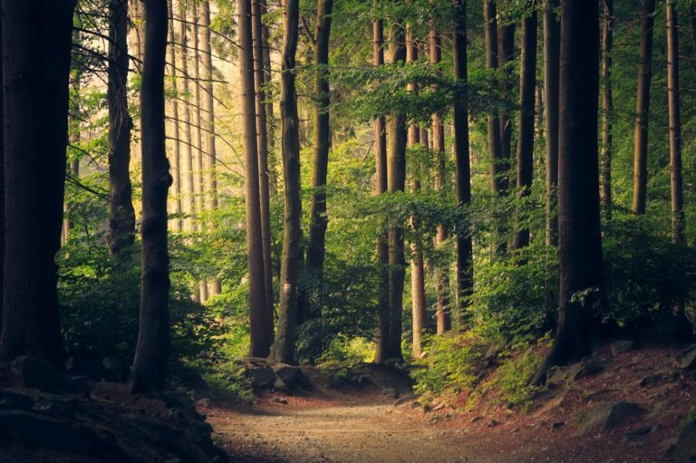 Forêt dense et lumineuse